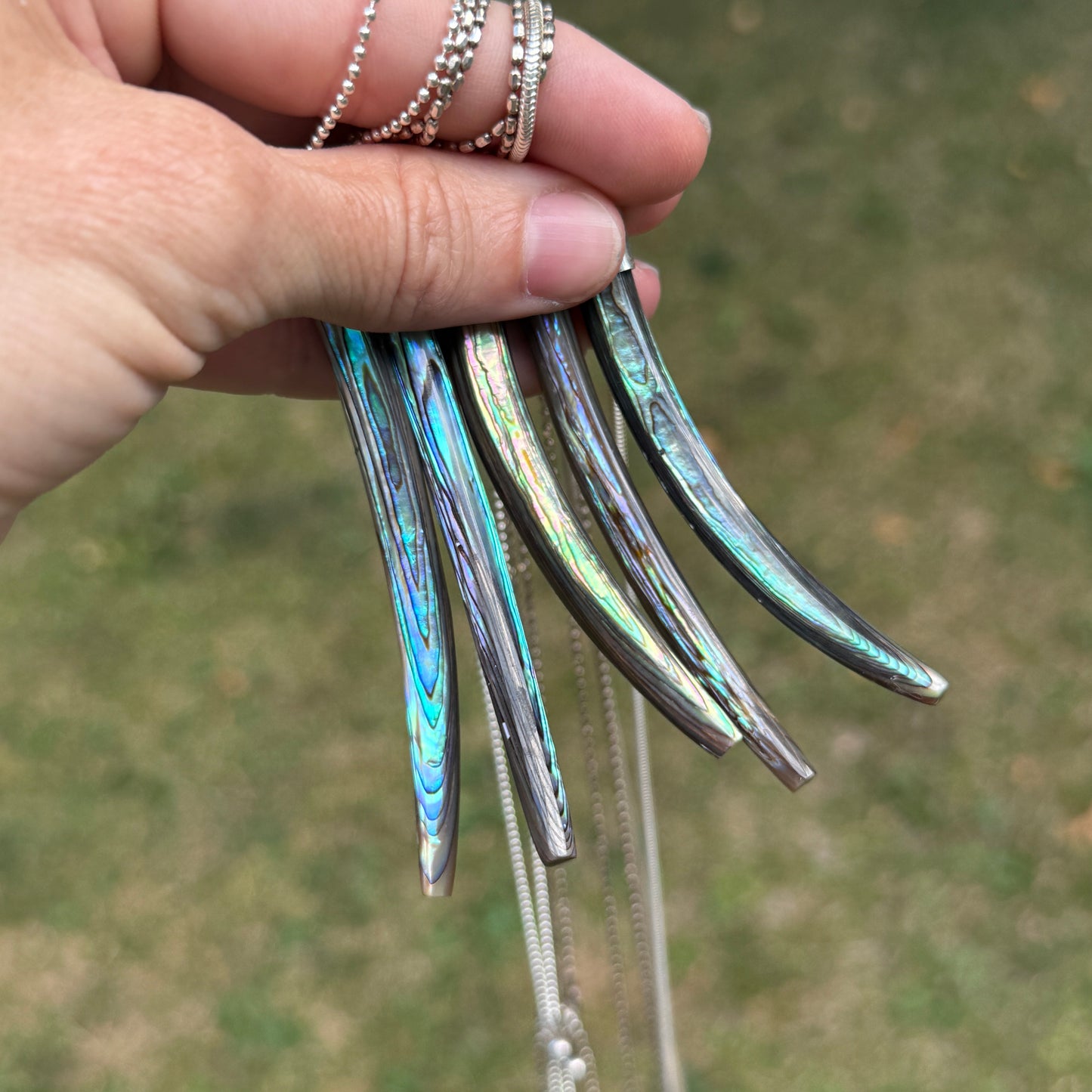 Abalone Tusks