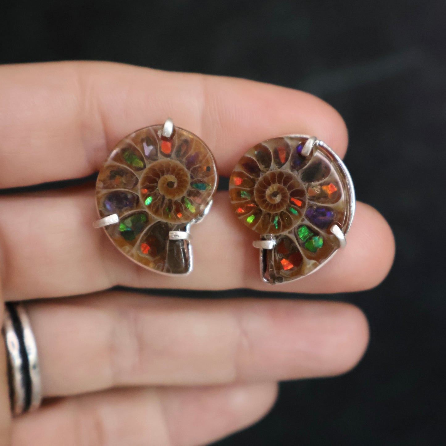 Ammonite Studs