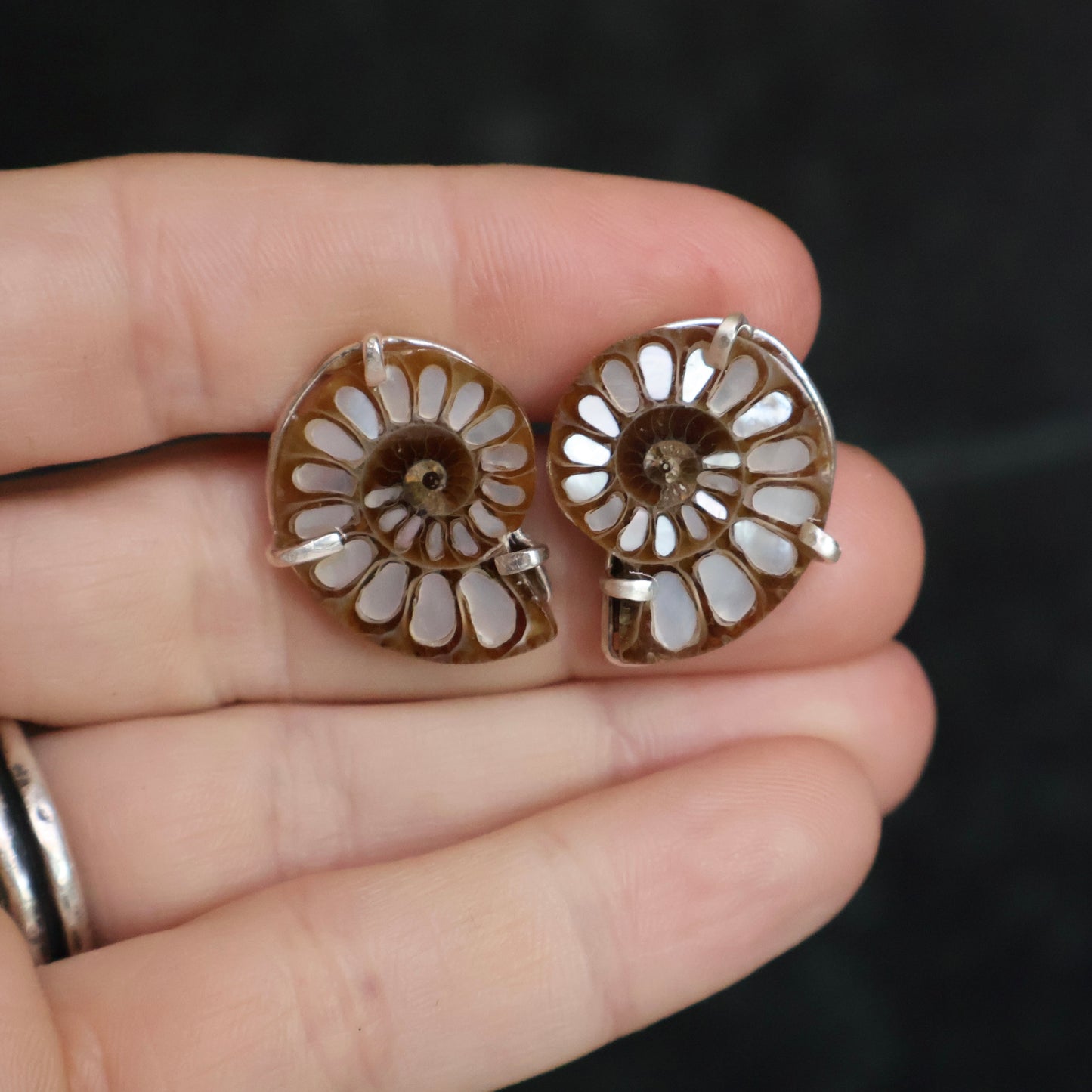 Ammonite Studs