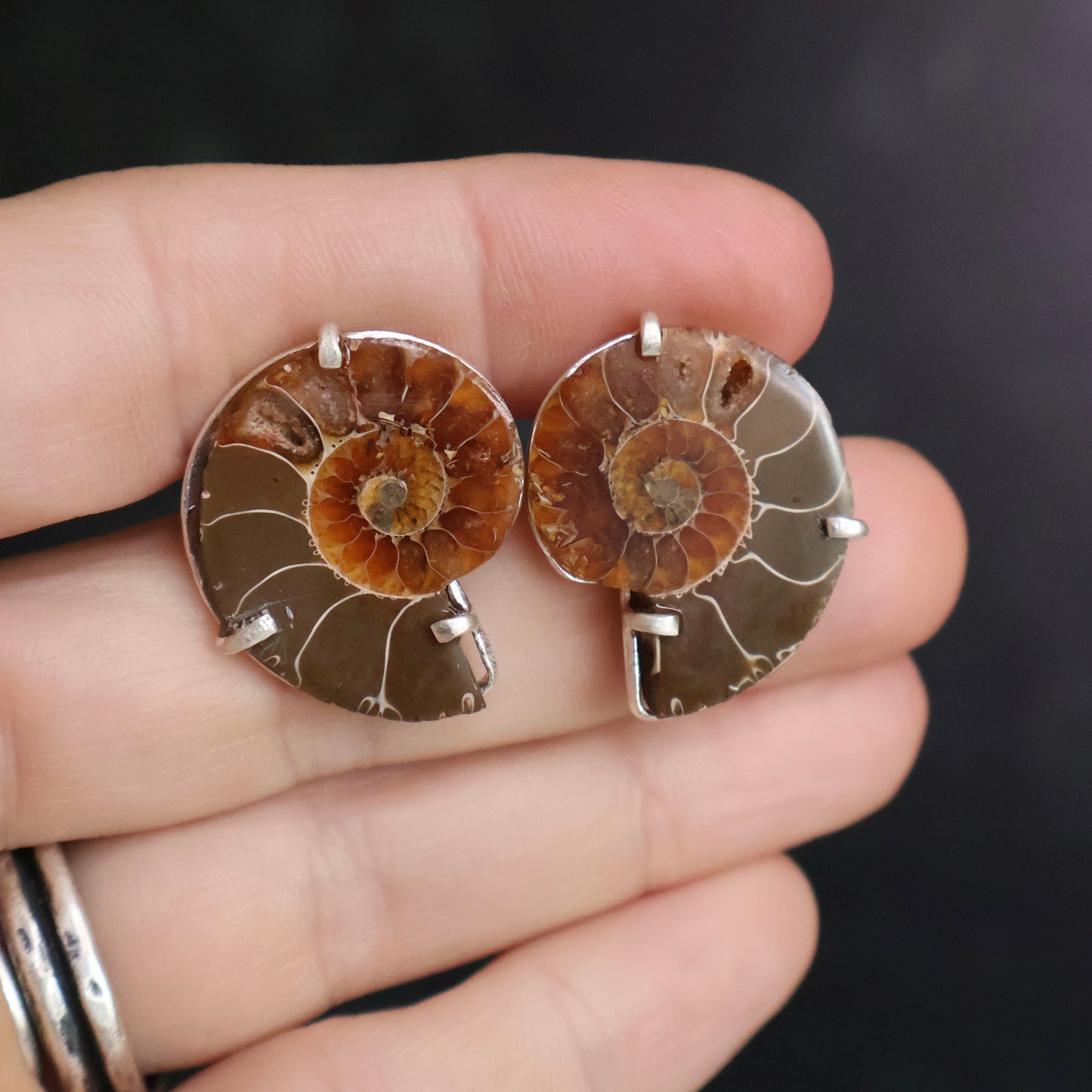 Ammonite Studs